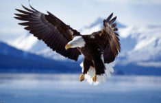 free bald eagle wallpapers - wallpaper cave