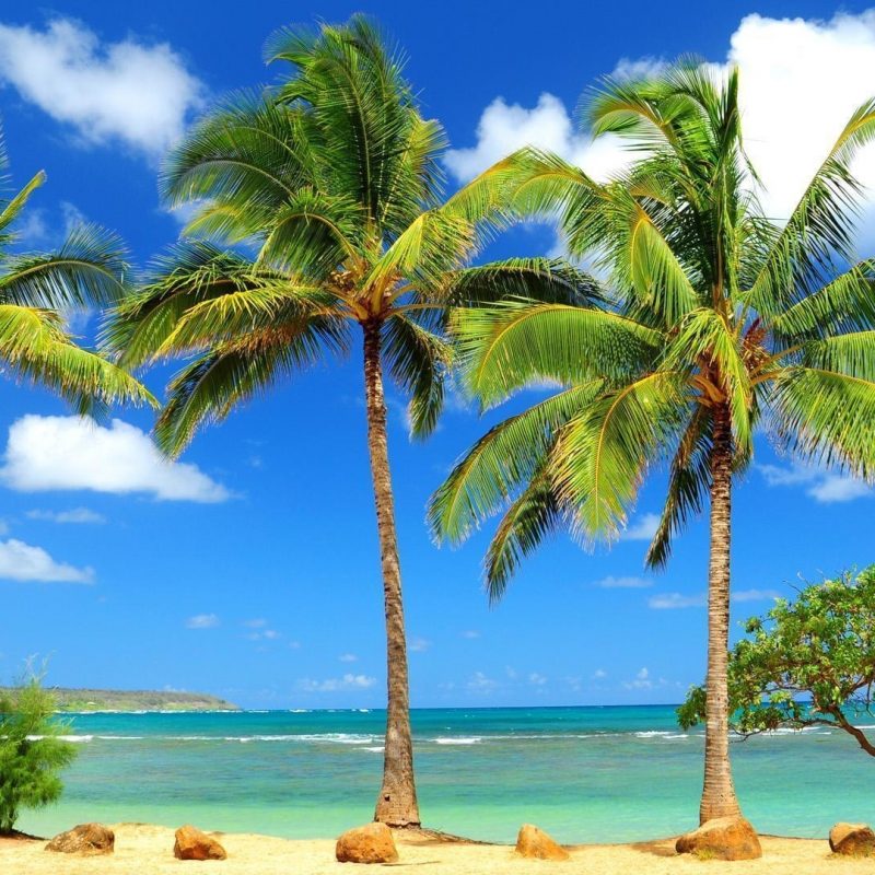 10 Latest Free Caribbean Beach Wallpaper FULL HD 1080p For PC Desktop 2021 free download free caribbean beach wallpapers wallpaper cave 1 800x800