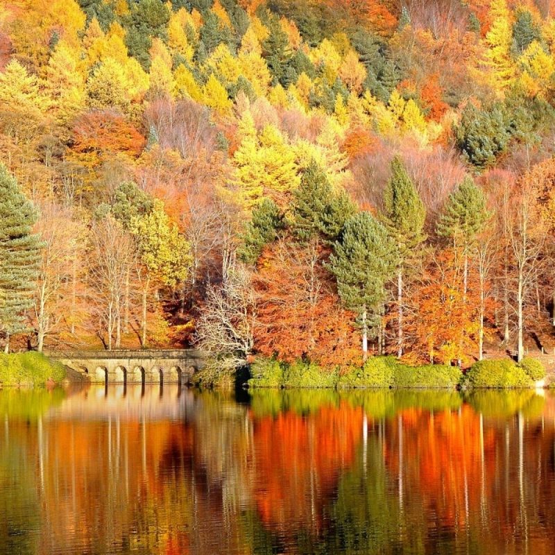 10 Best Free Computer Backgrounds For Fall FULL HD 1080p For PC Desktop 2024 free download free computer wallpaper backgrounds for fall free fall backgrounds 800x800
