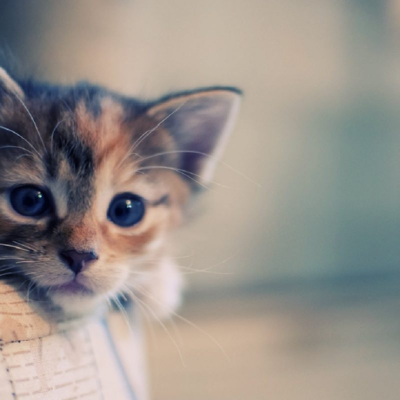 10 New  Cute  Cat  Wallpapers  Hd FULL HD 1080p For PC 