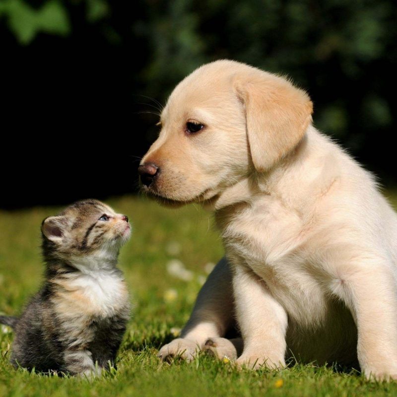 10 Best Dog And Cat Wallpapers FULL HD 1920×1080 For PC Background 2021 free download free cute dog and cat wallpaper hd dogs and cats pinterest cat 800x800