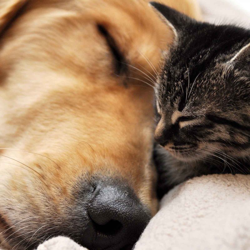 10 New Dog And Cat Wallpaper FULL HD 1920×1080 For PC Desktop 2024 free download free dog and cat wallpaper high resolution long wallpapers 3 800x800