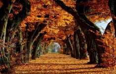 free-fall-backgrounds-autumn-trees-wallpaper-best-free-wallpaper