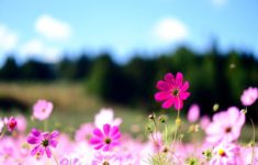 free flowers for desktop background full hd pics widescreen flower