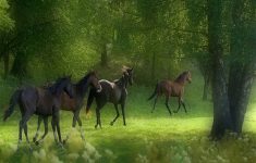 free horse screensavers | free download wallpapers running horses