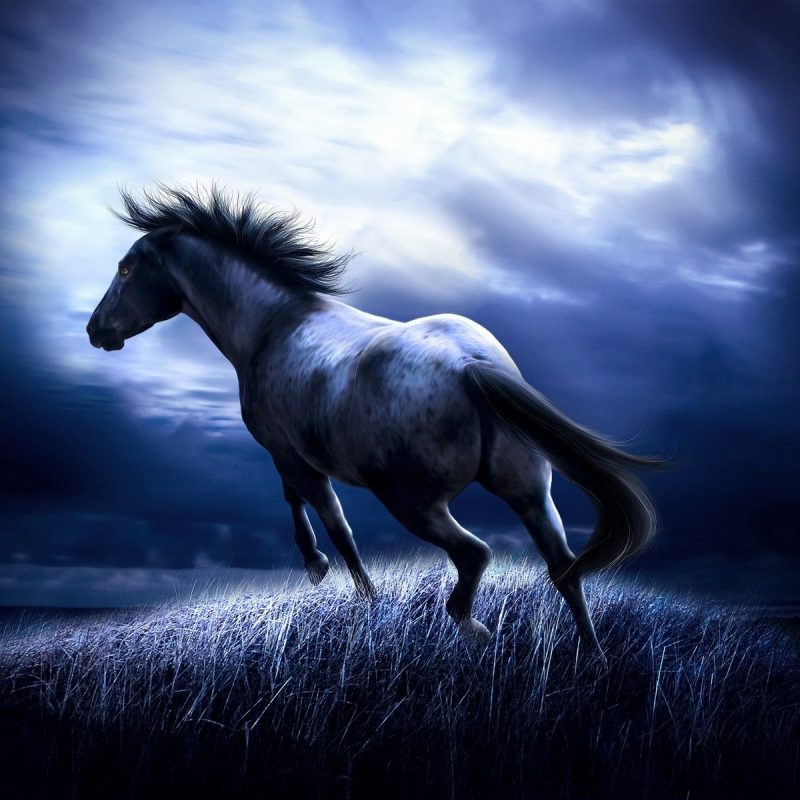 10 Best Free Horse Wallpaper For Computer FULL HD 1080p For PC Background 2024 free download free horse wallpaper hd download ololoshenka pinterest horse 800x800