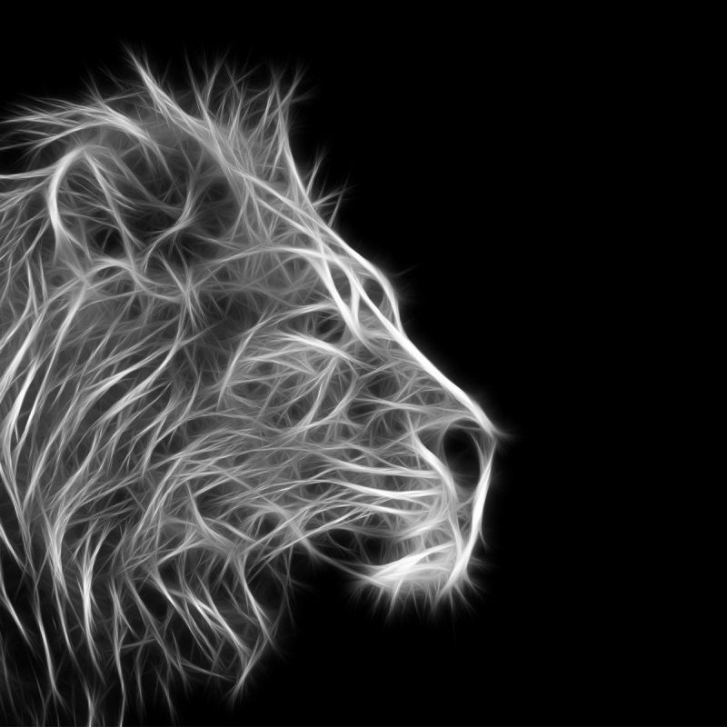 10 Best Angry Lion Wallpaper Black And White FULL HD 1080p For PC Desktop 2021 free download free lion black and white backgrounds long wallpapers 800x800