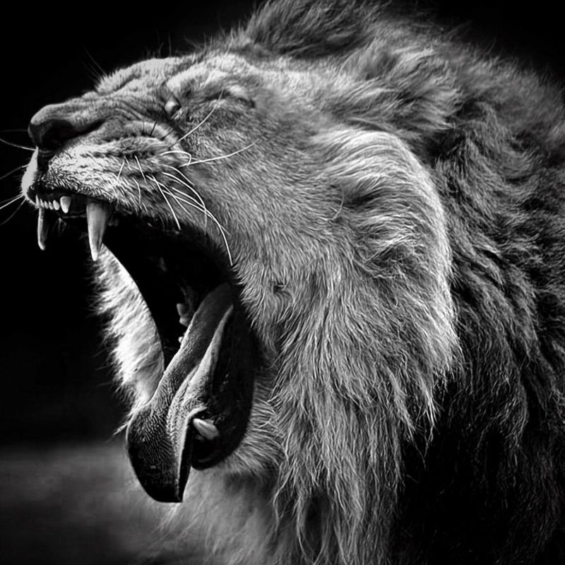 10 Best Angry Lion Wallpaper Black And White FULL HD 1080p For PC Desktop 2021 free download free lion black and white wallpaper full hd long wallpapers 800x800
