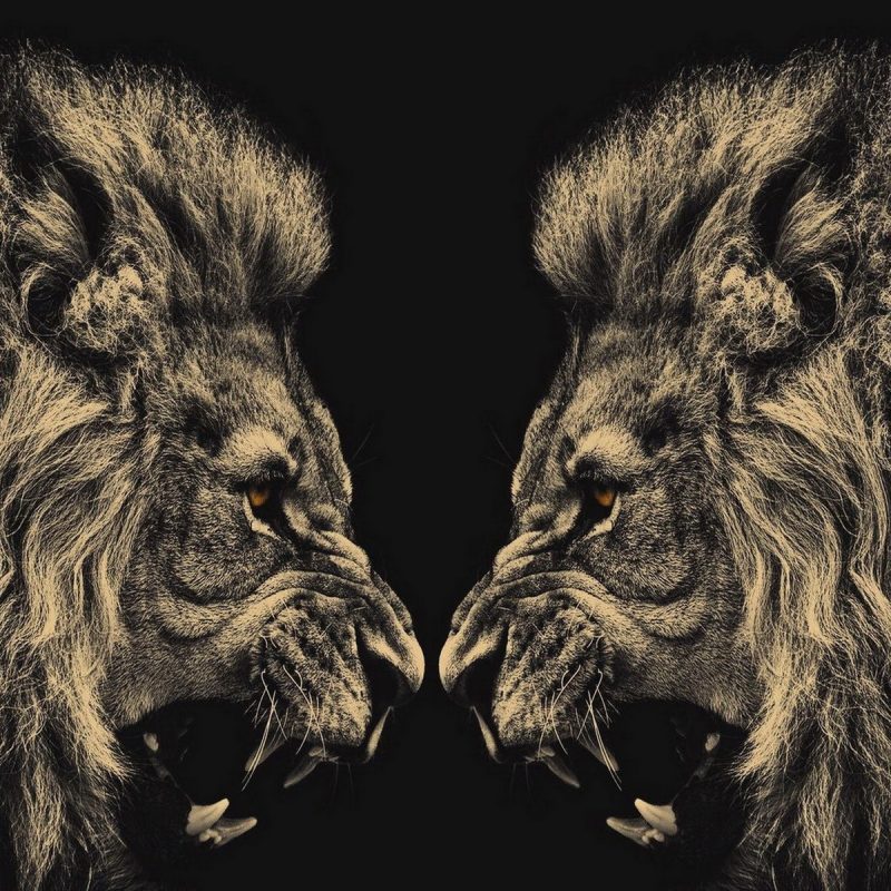 10 Best Angry Lion Wallpaper Black And White FULL HD 1080p For PC Desktop 2021 free download free lion black and white wallpapers background long wallpapers 800x800