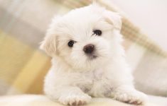 free puppy wallpapers for computer - wallpaper cave