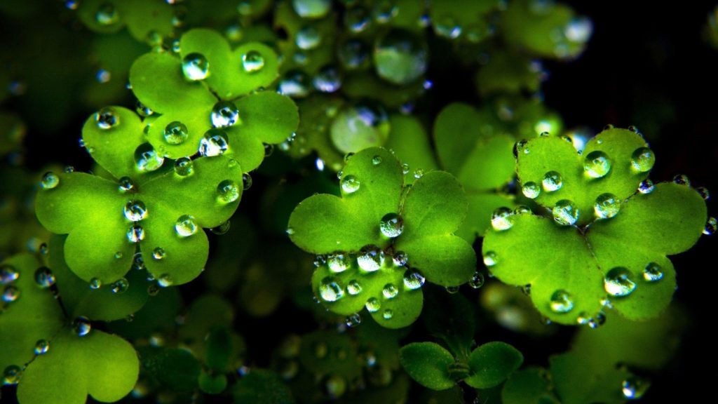 10 New St Patrick Day Screensavers FULL HD 1080p For PC Background 2021 free download free st patrick day wallpapers wallpaper cave 1024x576
