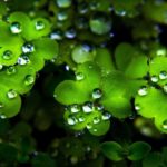 free st patrick day wallpapers - wallpaper cave