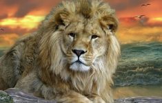 fresh wild animals wallpapers hd free download gallery - anime