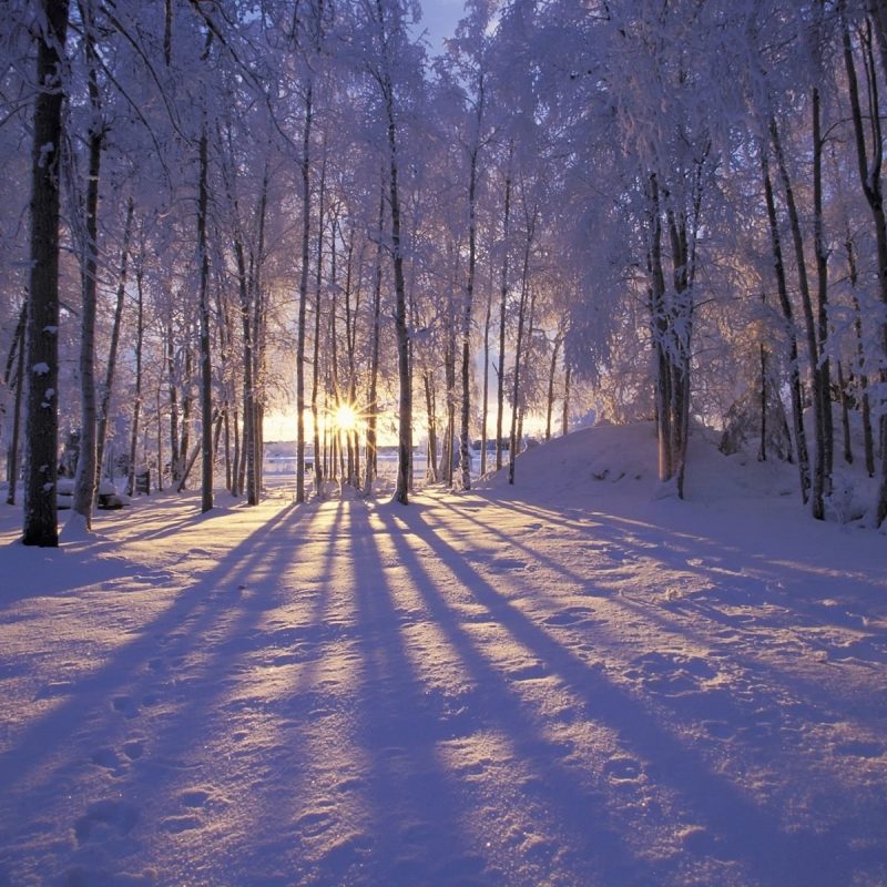 10 Best Winter Screensavers And Wallpaper FULL HD 1080p For PC Desktop 2024 free download frozen forest winter wallpaper pc wallpaper wallpaperlepi 800x800