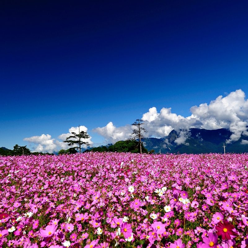10 Latest Field Of Flowers Wallpaper FULL HD 1080p For PC Background 2023