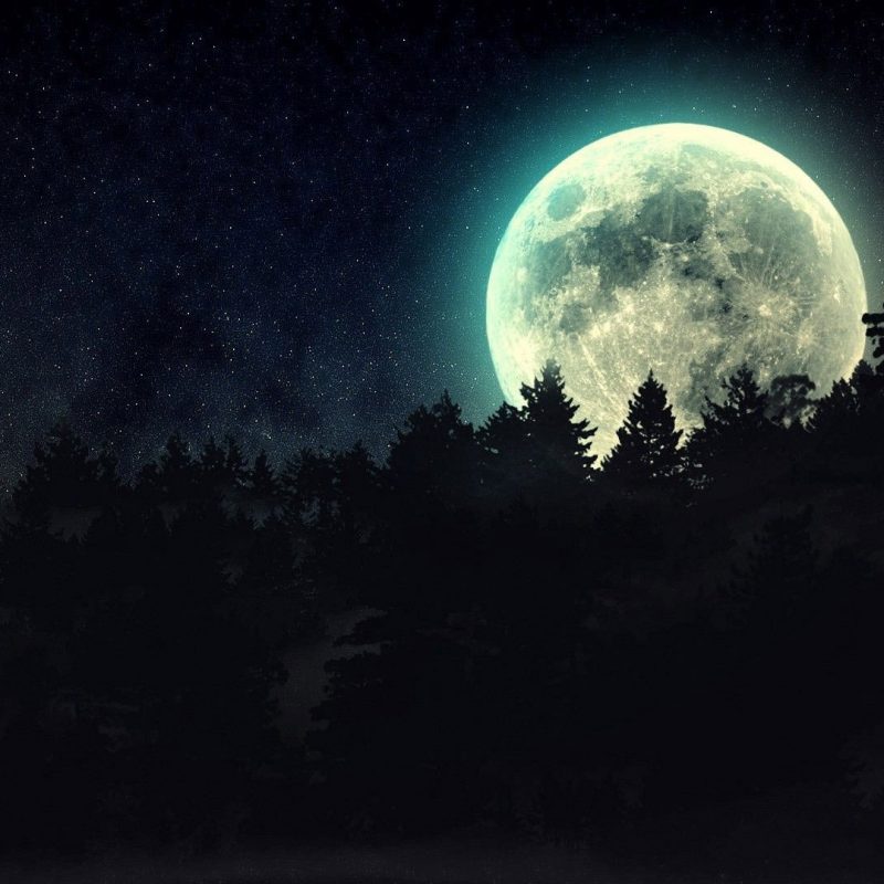 10 Latest Forest Full Moon Wallpaper FULL HD 1920×1080 For PC Desktop 2024 free download full moon over pine tree forest full hd fond decran and arriere 800x800
