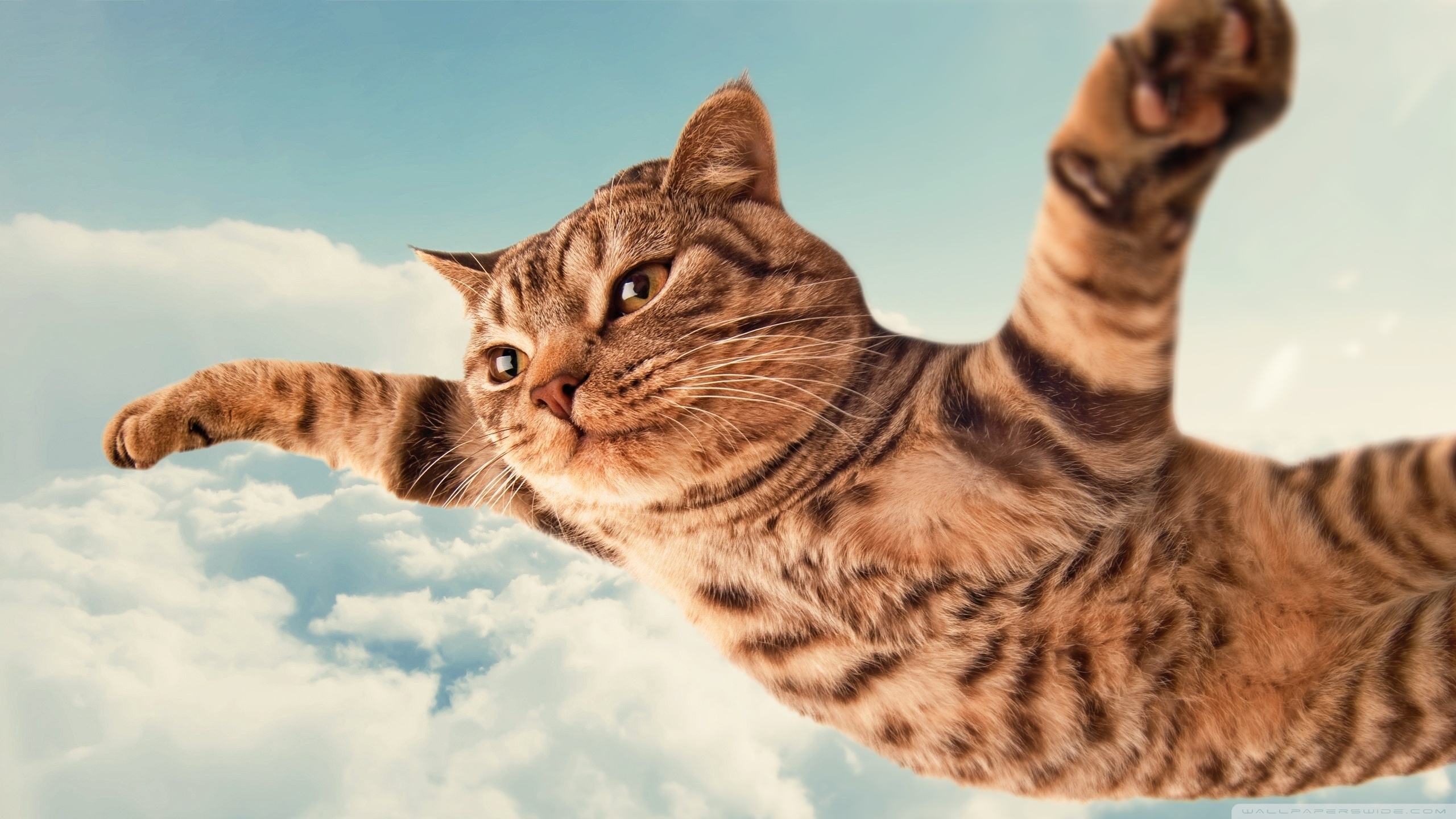 10 Top Funny Cat Desktop Wallpaper FULL HD 1080p For PC ...