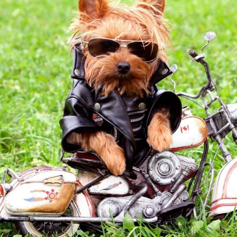 10 New Funny Animal Computer Backgrounds FULL HD 1920×1080 For PC Desktop 2024 free download funny dog on the motorcycle wallpaper hd 6517 wallpaper high 800x800
