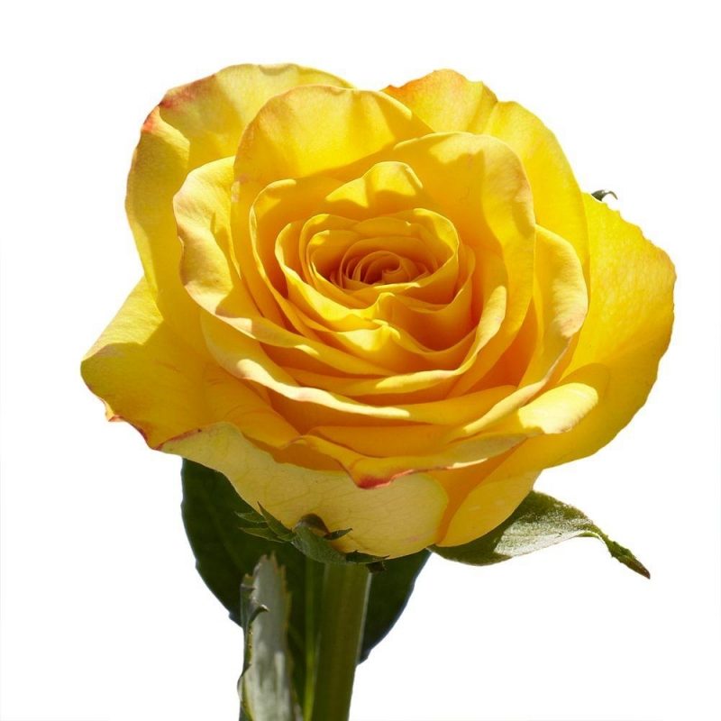 10 New Pics Of Yellow Rose FULL HD 1920×1080 For PC Desktop 2024 free download globalrose 50 yellow roses fresh flower delivery 50 birthday yellow 800x800