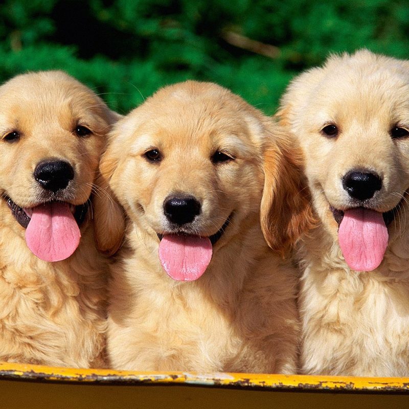 10 Most Popular Golden Retriever Puppy Wallpaper FULL HD 1920×1080 For PC Background 2021 free download golden retriever puppies in the basket photo and wallpaper 1 800x800