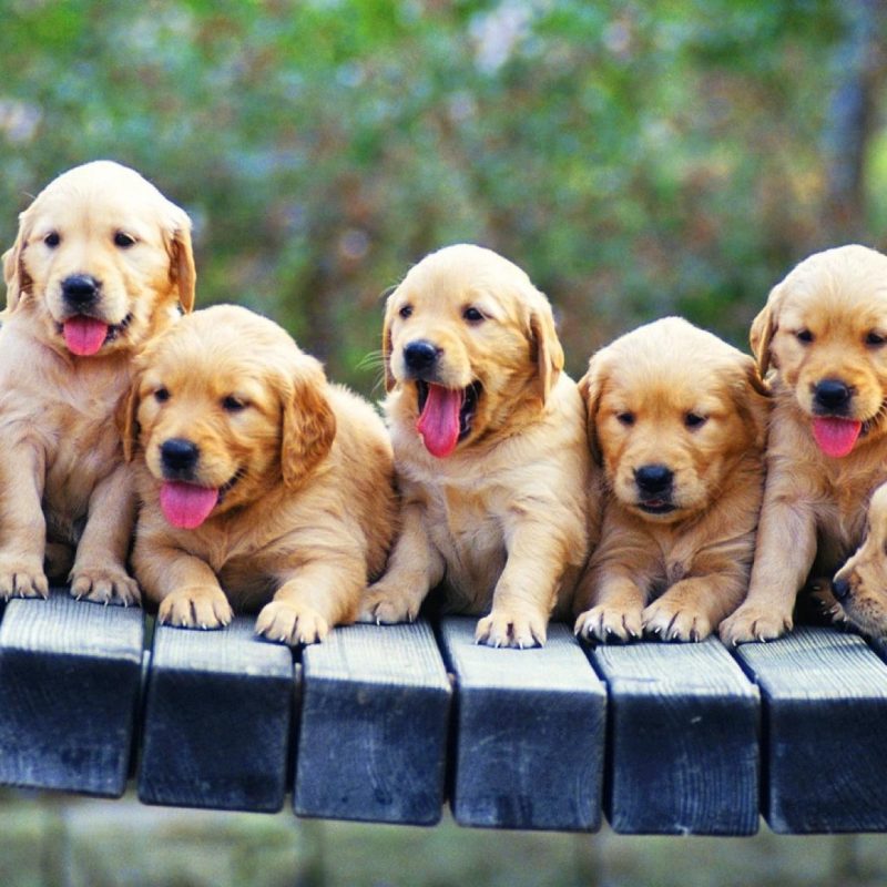 10 Latest Golden Retriever Puppies Wallpaper FULL HD 1920×1080 For PC Background 2024 free download golden retriever puppies wallpaper 85182 800x800