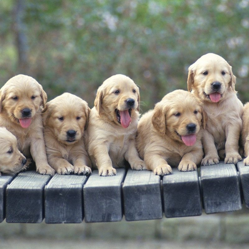10 Latest Golden Retriever Puppies Wallpaper FULL HD 1920×1080 For PC Background 2024 free download golden retriever puppies wallpaper animal wallpapers 48522 800x800