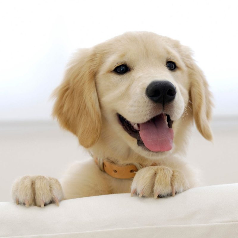 10 Latest Golden Retriever Puppies Wallpaper FULL HD 1920×1080 For PC Background 2024 free download golden retriever puppy wallpapers hd wallpapers id 5009 800x800