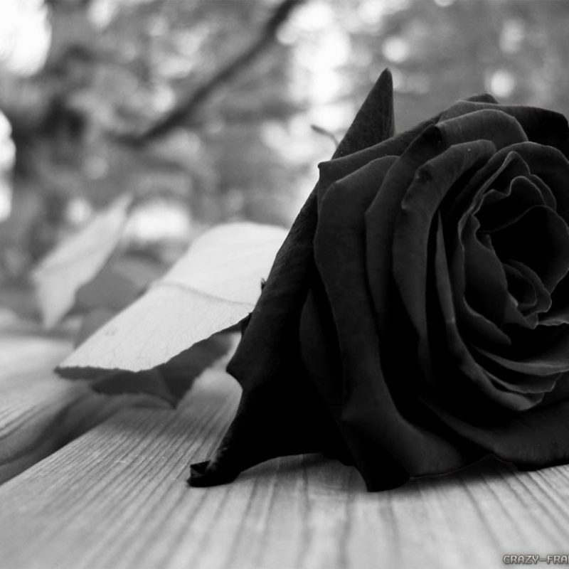 10 Best Black Rose Wallpaper Gothic FULL HD 1920×1080 For PC Background 2024 free download gothic black rose hd wallpapers beautiful images hd pictures 800x800
