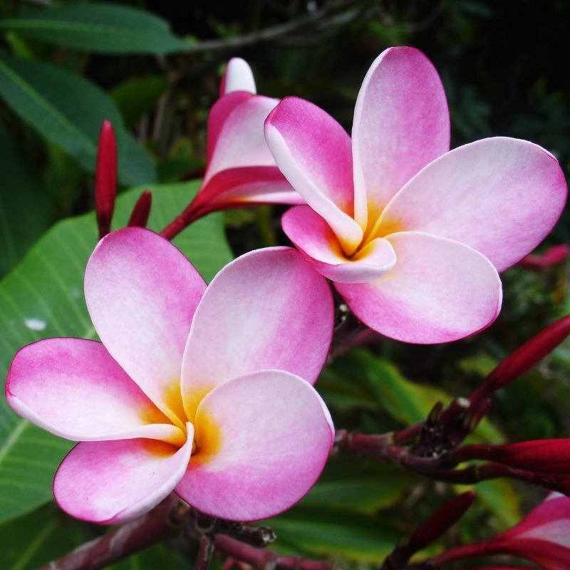 10 New Pics Of Hawaii Flowers FULL HD 1920×1080 For PC Desktop 2021 free download hawaiian tropical flowers wordless wednesday tropical flowers 800x800