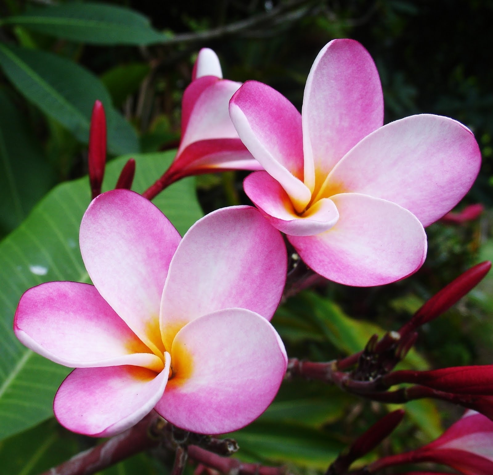 10 New Pics Of Hawaii Flowers FULL HD 1920×1080 For PC Desktop 2020