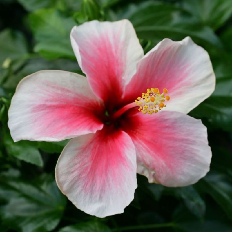 10 New Pics Of Hawaii Flowers FULL HD 1920×1080 For PC Desktop 2023 free download hawaiis state flower is the hawaiian hibiscus description from 800x800