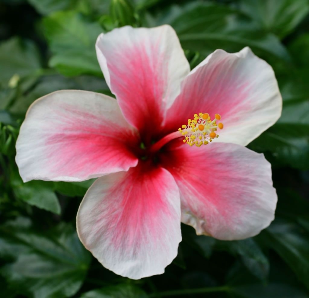 hawaii's state flower is the hawaiian hibiscus. description from