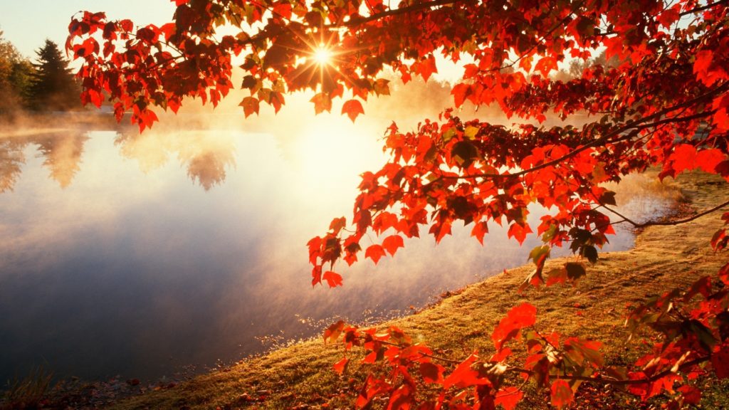 10 Top Fall Leaves Wallpaper For Desktop FULL HD 1080p For PC Background 2024 free download hd autumn leaves wallpaper 1 cool wallpapers hd wallpapers 1024x576