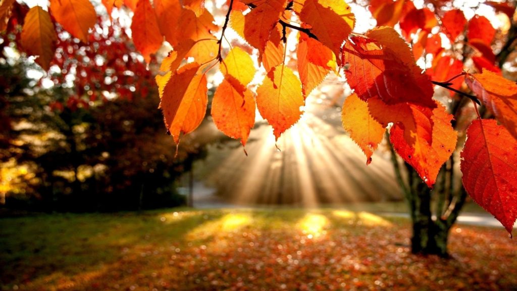 10 Top Fall Leaves Wallpaper For Desktop FULL HD 1080p For PC Background 2024 free download hd autumn leaves wallpaper 4 cool wallpapers hd wallpapers 1024x576