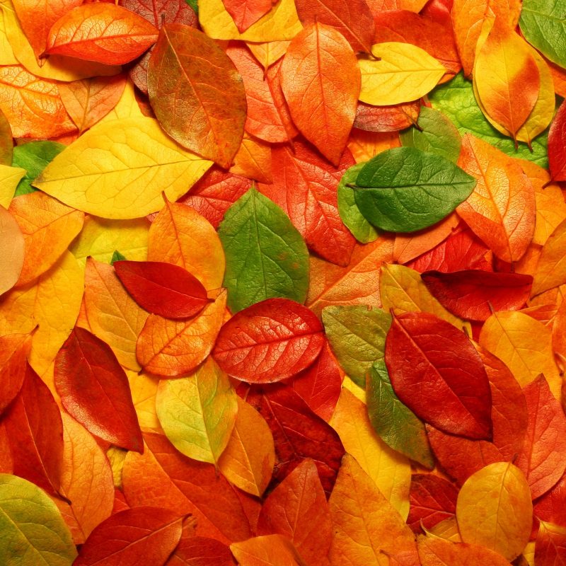10 Top Autumn Leaves Wallpaper Widescreen FULL HD 1080p For PC Background 2023 free download hd autumn leaves wallpaper cool wallpapers hd wallpapers 800x800