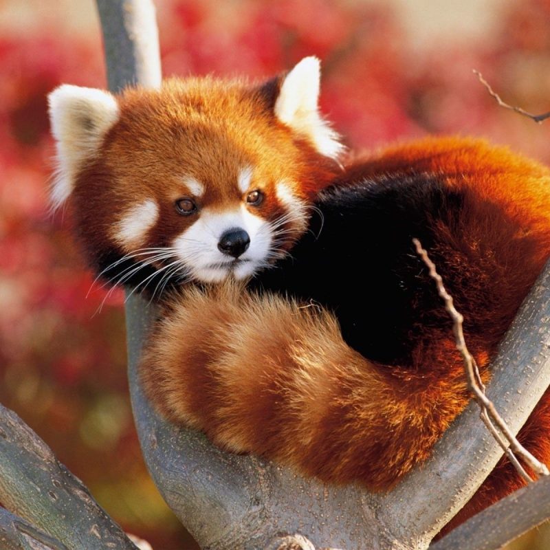 10 Top Red Panda Wallpaper 1920X1080 FULL HD 1920×1080 For PC Background 2024 free download hd red panda wallpapers live red panda wallpapers py49 wp 800x800