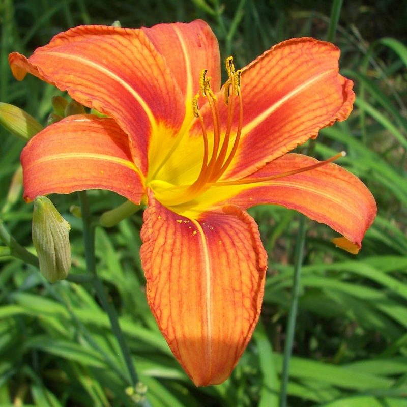 10 Top Pictures Of Tiger Lilies FULL HD 1080p For PC Desktop 2024 free download historymike tiger lilies 2013 800x800