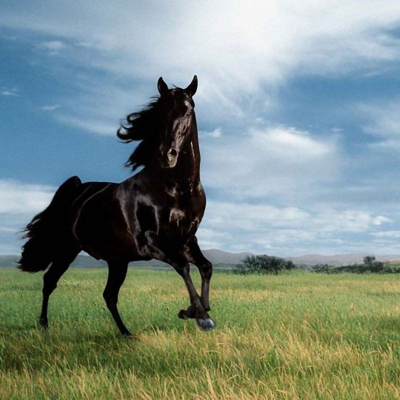 10 Best Free Horse Wallpaper For Computer FULL HD 1080p For PC Background 2024 free download horse mare nature stallion animals black stallions wild horses free 800x800