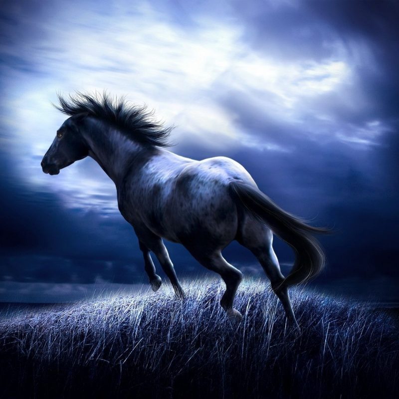 10 Top Free Horse Screensavers And Wallpaper FULL HD 1920×1080 For PC Background 2023 free download horse wallpaper download 800x800