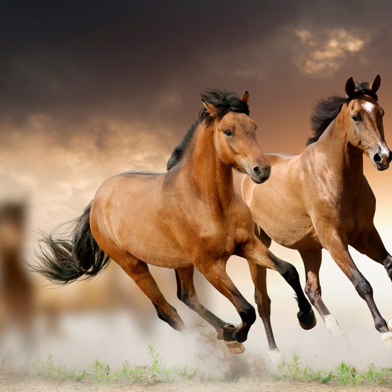 10 Best Free Horse Wallpaper For Computer FULL HD 1080p For PC Background 2024 free download horses running e29da4 4k hd desktop wallpaper for 4k ultra hd tv 800x800