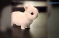 how adorable is this little baby bunny? he's so tiny and cute he