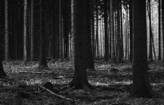 i love papers | mj53-forest-dark-scary-night-trees-nature