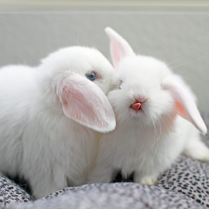 10 Most Popular Cute Baby Bunny Pictures FULL HD 1920×1080 For PC Desktop 2024 free download i never realized how cute baby bunny tongues are happy easter 800x800
