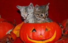 image detail for -cute halloween kitties wallpaper | autumn