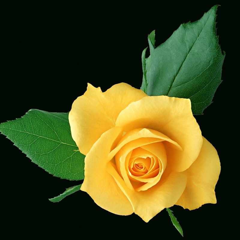 10 New Pics Of Yellow Rose FULL HD 1920×1080 For PC Desktop 2024 free download image result for yellow rose the pauperess pinterest yellow 800x800