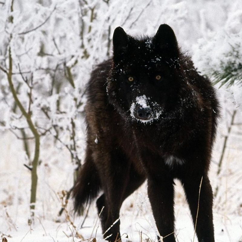 10 Best Black Wolf Wallpaper 1920X1080 FULL HD 1920×1080 For PC Desktop 2024 free download images about wolves on pinterest 1920x1080 wolves hd wallpapers 45 800x800