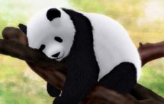 index of /wp-content/uploads/cute-baby-panda-wallpapers