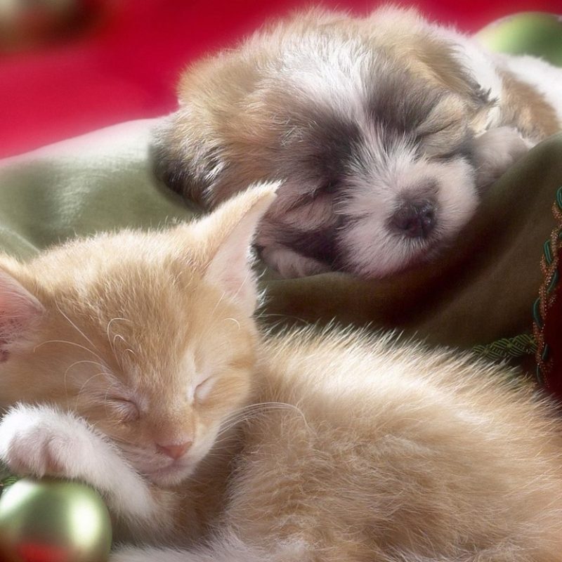 10 Latest Cute Puppies And Kittens Wallpaper FULL HD 1080p For PC Background 2021 free download its hd animals funny wallpapers cute puppies and kittens wallpaper 800x800