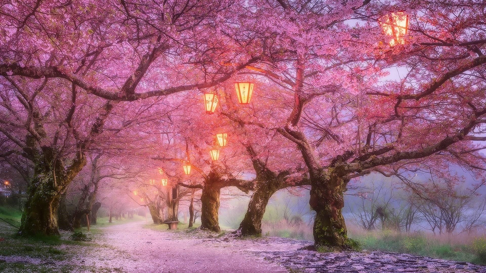 Cherry Blossom Japan Wallpaper