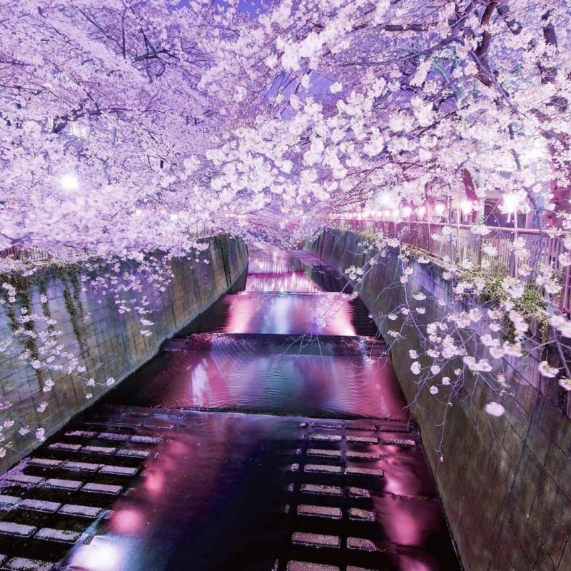 10 New Japanese Cherry Blossom Wallpaper Hd FULL HD 1920×1080 For PC Desktop 2024 free download japan cherry blossoms tokyo cityscapes wallpaper 21041 800x800